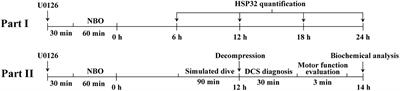 MEK1/2 Inhibition Synergistically Enhances the Preventive Effects of Normobaric Oxygen on Spinal Cord Injury in Decompression Sickness Rats